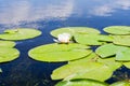 White lily floating on a blue water Royalty Free Stock Photo