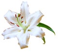 White Lily flower Royalty Free Stock Photo