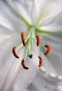 White lily flower Royalty Free Stock Photo