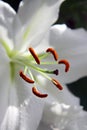 White lily flower Royalty Free Stock Photo