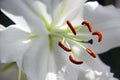 White lily flower Royalty Free Stock Photo