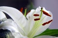 White lily flower Royalty Free Stock Photo