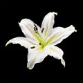 White lily flower Royalty Free Stock Photo