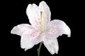 White lily flower Royalty Free Stock Photo