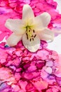 A white lily flower on an abstract bright background. Easter lily on a pink background. Royalty Free Stock Photo