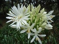 White lily flower, Agapanthus Close up - ( African lily or Lily of the Nile ) Royalty Free Stock Photo