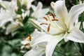 White lily flower background. Closeup of blooming lilies. Daylily. Elegant flower background