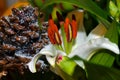 White Lily Flower