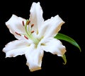 White Lily flower on black Royalty Free Stock Photo