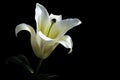 White lily flower on black background Clipping path included. Royalty Free Stock Photo