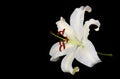 White Lily Flower on black background Royalty Free Stock Photo