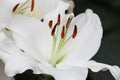 White lily flower in bloom Royalty Free Stock Photo