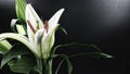 White lily flower blooming on black background