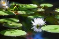 White lily flower blossom on blue water and green leaves background close up, beautiful waterlily in bloom on pond, one lotus Royalty Free Stock Photo