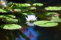 White lily flower blossom on blue water and green leaves background close up, beautiful waterlily in bloom on pond, one lotus Royalty Free Stock Photo