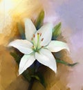 Oil painting white lily flower blossom Royalty Free Stock Photo