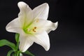 White lily flower blossom over black background. Condolence card