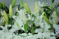 white lily flower bouquet in vase, closeup Royalty Free Stock Photo