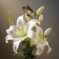 white lily flower and butterfly