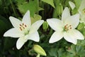 White lily flower