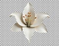 White Lily Flower Close-Up Royalty Free Stock Photo
