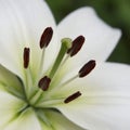 White Lily Flower Close Up Royalty Free Stock Photo