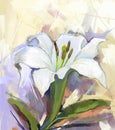 White lily flower.Flower oil painting Royalty Free Stock Photo