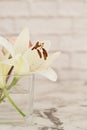 White lily flower in a glass vase Royalty Free Stock Photo