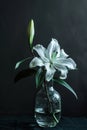 White lily flower in a glass vase. Classical still life