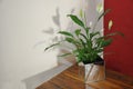 White lily flower in glass vase on wooden table in zoom Royalty Free Stock Photo