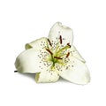 White lily flower illustration isolated on white background