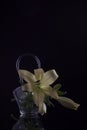 White lily flower inside a glass vase Royalty Free Stock Photo