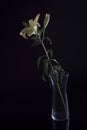 White lily flower inside a glass vase Royalty Free Stock Photo