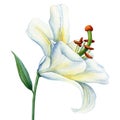 White lily flower on isolated background, watercolor white flora for design. Beautiful botanical flower illustration. Royalty Free Stock Photo
