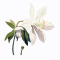 White Lily Flower Isolated Illustration In Konstantin Somov Style