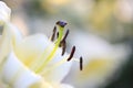 Tulip flowers in sunset and raindrop Royalty Free Stock Photo