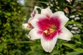 White lily flower with a red middle closeup. One flower with a yellow pestle and pollen. Lilium bulbiferum. Royalty Free Stock Photo