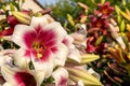 White lily flower with a red middle closeup. One flower with a yellow pestle and pollen. Lilium bulbiferum. Summer is a sunny Royalty Free Stock Photo