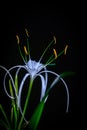 White lily flower with small yellow spider . Royalty Free Stock Photo