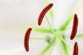 White lily flower with stamens and pistil close up. Natural flowery background. Macro photography. Royalty Free Stock Photo