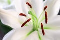 White lily flower with stamens and pistil close up. Natural flowery background. Macro photography Royalty Free Stock Photo