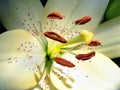 White lily flower stamens and pistil Royalty Free Stock Photo