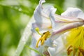 White Lily Flower