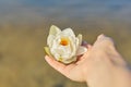 White lily flower in woman`s hand, river water sand background Royalty Free Stock Photo