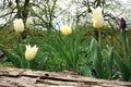 White lily-flowered tulips Royalty Free Stock Photo