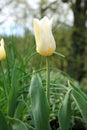 White lily-flowered tulips