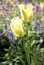 White lily-flowered tulips