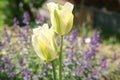 White lily-flowered tulips