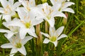White lily flowers blooming in spring