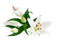 White lily flowers and buds with green leaves on white background isolated close up, lilies bunch, lillies bouquet, floral pattern